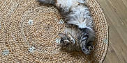 Yummy participe au concours pour gagner de l'argent avec cette photo : animal, cat, cozy, curious, flooring, fluffy, furry, home, indoor, laying_down, natural_light, paws, pet, relaxed, round_rug, rug, tail, whiskers, wooden_floor, woven_rug