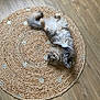 animal, cat, cozy, curious, flooring, fluffy, furry, home, indoor, laying_down, natural_light, paws, pet, relaxed, round_rug, rug, tail, whiskers, wooden_floor, woven_rug