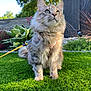 Yummy a rejoint le concours — aidez-le/la à gagner de superbes lots ! animal, cat, curious, cute, daylight, ears, fluffy_cat, fur, garden, grass, greenery, harness, leash, nature, outdoor, pet, plant, sitting, stone_wall, whiskers