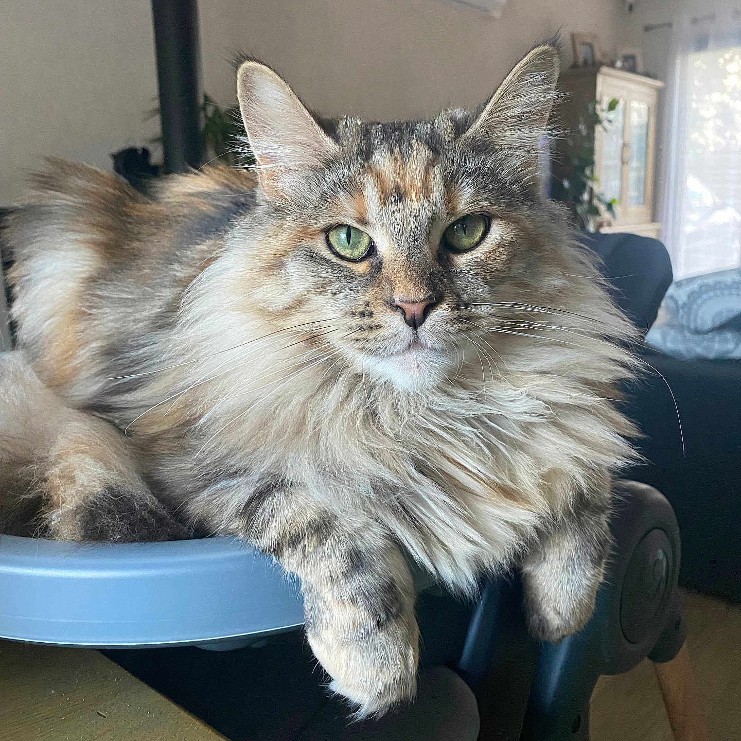 Yummy participe au concours pour gagner de l'argent avec cette photo : animal, cat, chair, closeup, cozy, cute, domestic_animal, fluffy, fur, furniture, green_eyes, home, indoor, mammal, pet, portrait, relaxed, resting, table, whiskers