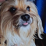 Gizmo joined the competition — help win amazing prizes! animal, black_nose, brown_fur, close_up, collar, cute, dog, domestic_animal, face, friendly, fur, furry, indoor, mammal, pet, playful, portrait, scruffy, tongue_out, whiskers