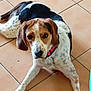 Hurgo a rejoint le concours — aidez-le/la à gagner de superbes lots ! animal, black, brown, canine, collar, cute, dog, domestic_animal, ears, floor, indoor, looking_at_camera, lying_down, mammal, paw, pet, resting, speckled, tile, white