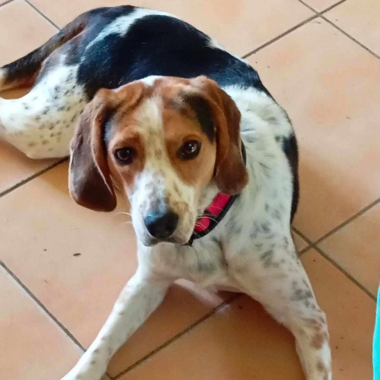 Hurgo a rejoint le concours — aidez-le/la à gagner de superbes lots ! animal, black, brown, canine, collar, cute, dog, domestic_animal, ears, floor, indoor, looking_at_camera, lying_down, mammal, paw, pet, resting, speckled, tile, white