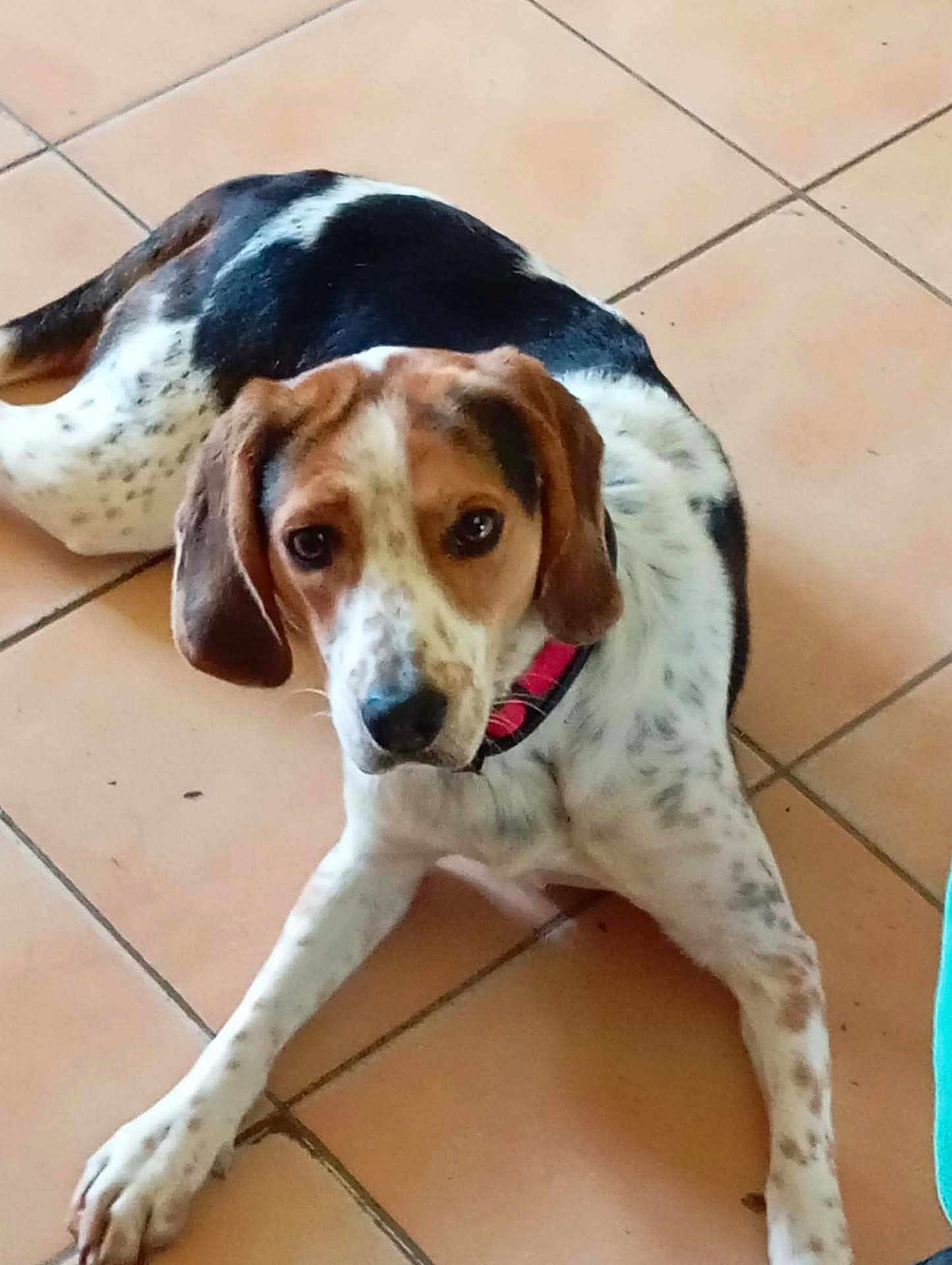 Hurgo a rejoint le concours — aidez-le/la à gagner de superbes lots ! animal, black, brown, canine, collar, cute, dog, domestic_animal, ears, floor, indoor, looking_at_camera, lying_down, mammal, paw, pet, resting, speckled, tile, white