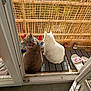 Sprite a rejoint le concours — aidez-le/la à gagner de superbes lots ! cat, gray_cat, white_cat, balcony, sunlight, bamboo_screen, gnome, owl_figurine, slippers, mat, pets, outdoor, shadow, window, door_frame, floor, decor, animal, sitting, cozy