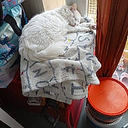 Sprite a rejoint le concours — aidez-le/la à gagner de superbes lots ! cat, white_cat, sleeping, blanket, stool, window, curtains, bucket, indoor, cozy, fur, animal, pet, resting, household_items, red_stool, soft_texture, peaceful, domestic, quiet