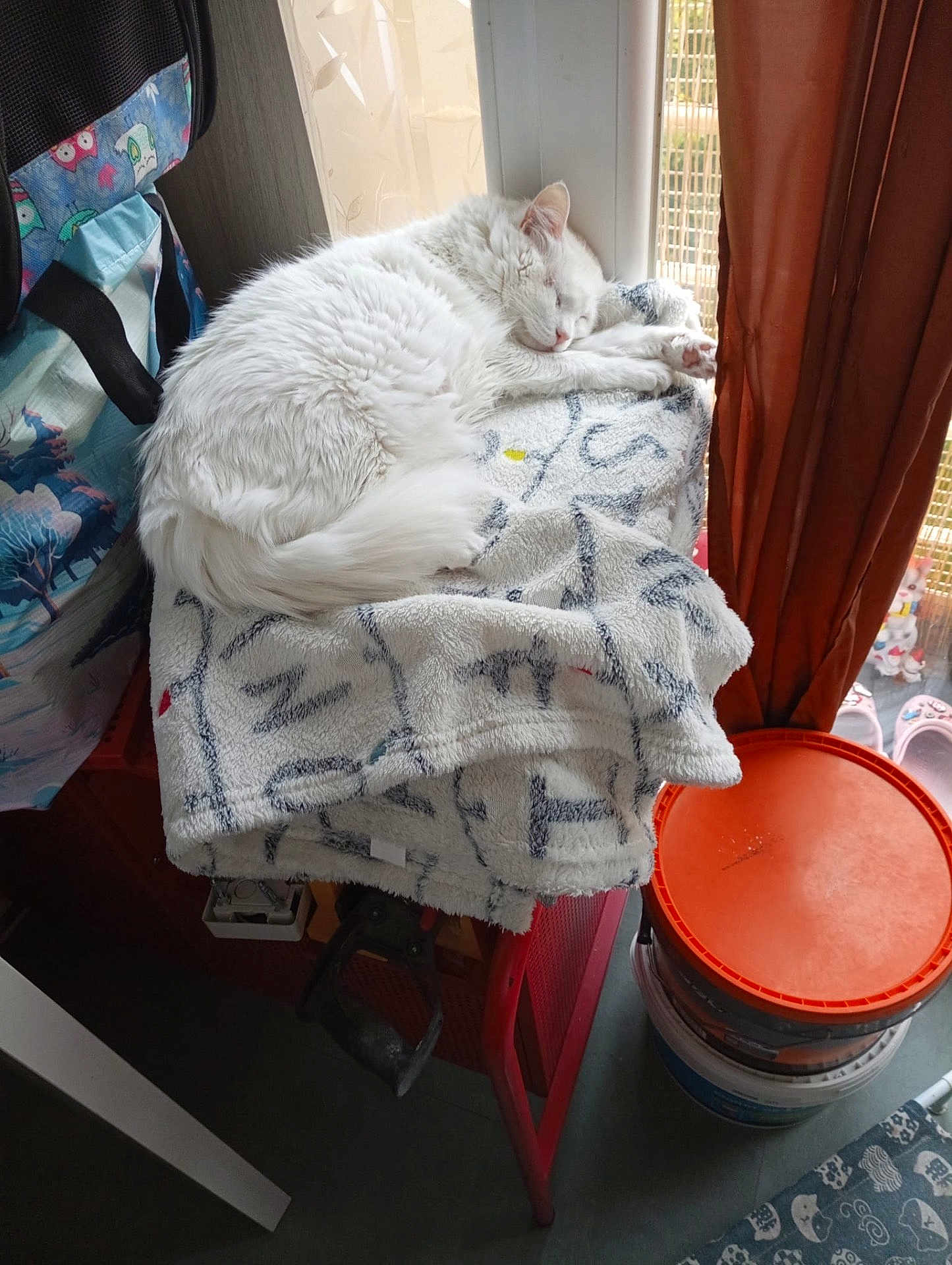 Sprite a rejoint le concours — aidez-le/la à gagner de superbes lots ! cat, white_cat, sleeping, blanket, stool, window, curtains, bucket, indoor, cozy, fur, animal, pet, resting, household_items, red_stool, soft_texture, peaceful, domestic, quiet