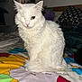 cat, white_cat, one_eyed_cat, pet, animal, indoor, bed, blanket, map, colorful, feline, fur, sitting, cute, portrait, whiskers, domestic_animal, cozy, resting, household