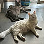 animal, bucket, cat, feline, floor, fur, gray_cat, home, indoor, natural_light, one-eyed_cat, open_door, pet, relaxed, resting, stacked_buckets, tail, tiled_floor, whiskers, white_cat