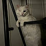 animal, cat, climbing, curious, cute, domestic_cat, feline, fur, household, indoor, ladder, looking, mysterious, one-eyed, one_eye_closed, paw, pet, resting, whiskers, white_cat