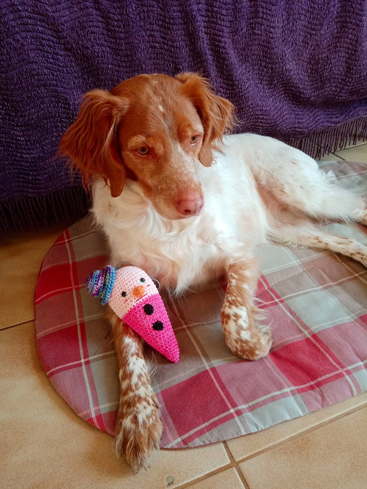 Mélody participe au concours pour gagner de l'argent avec cette photo : brittany, canidae, carnivore, companion_dog, dog, dog_breed, dog_supply, fawn, fur, liver, mammal, pet_supply, sporting_group, tile, toy, vertebrate, working_animal, working_dog