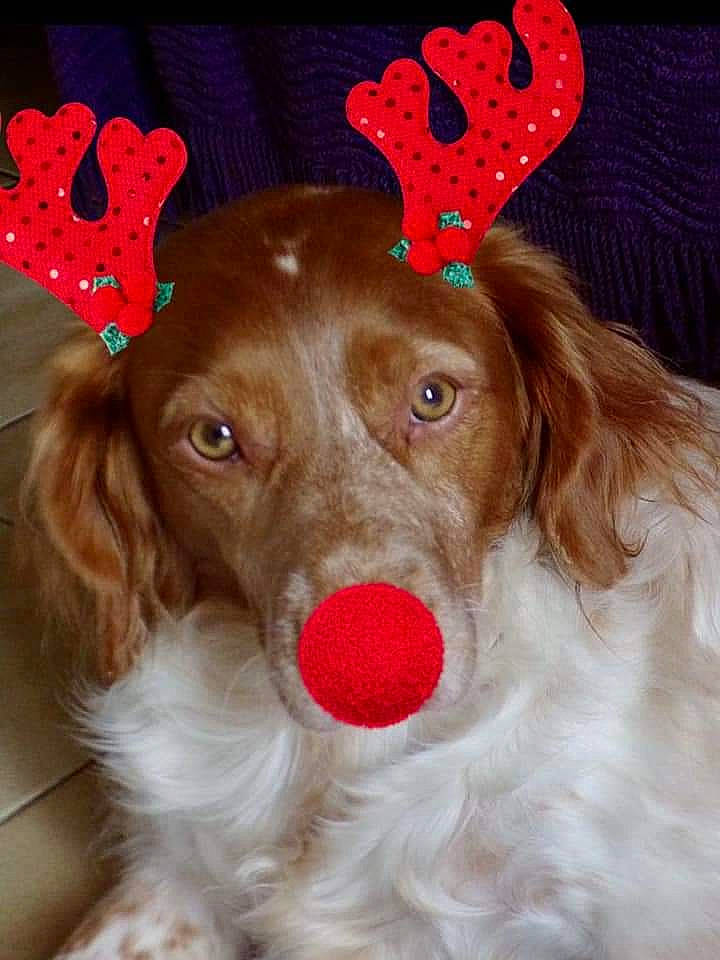 Mélody participe au concours pour gagner de l'argent avec cette photo : brown, canidae, carnivore, cocker_spaniel, companion_dog, dog, dog_breed, fawn, fur, gun_dog, hunting_dog, liver, russian_spaniel, spaniel, sporting_group, terrestrial_animal, toy, vertebrate, working_animal, working_dog