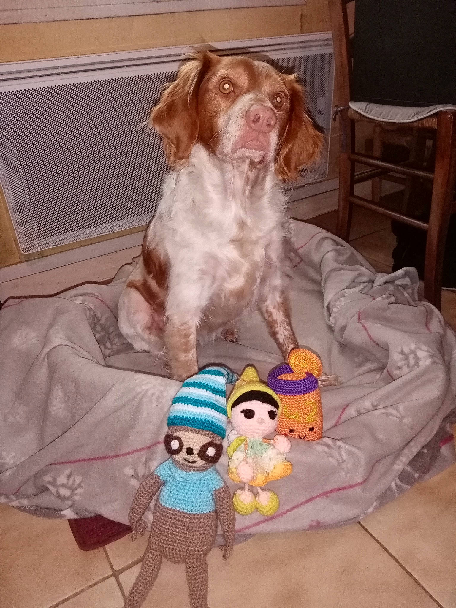 Mélody a rejoint le concours — aidez-le/la à gagner de superbes lots ! baby_toys, brittany, canidae, carnivore, companion_dog, creative_arts, dog, dog_breed, doll, english_springer_spaniel, fawn, gun_dog, home_accessories, liver, pointing_breed, spaniel, sporting_group, toy, working_animal, working_dog