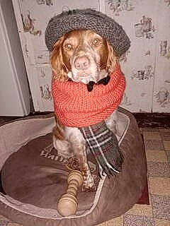 Mélody participe au concours pour gagner de l'argent avec cette photo : canidae, carnivore, collar, companion_dog, dog, dog_breed, dog_clothes, dog_collar, dog_supply, floor, flooring, fur, liver, pet_supply, snout, sporting_group, tile, vertebrate, working_animal, working_dog