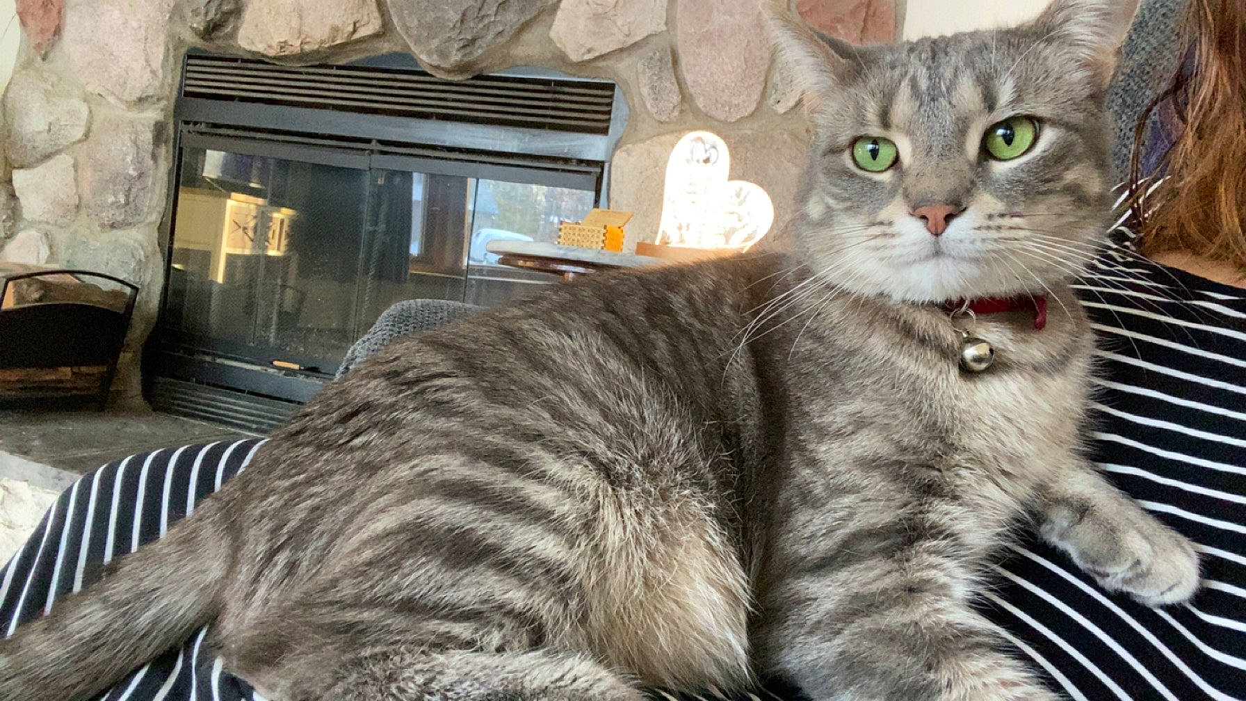 Sylvester joined the competition — help win amazing prizes! carnivore, cat, claw, comfort, domestic_short_haired_cat, felidae, fur, gas, home_appliance, paw, sitting, small_to_medium_sized_cats, snout, tail, terrestrial_animal, whiskers