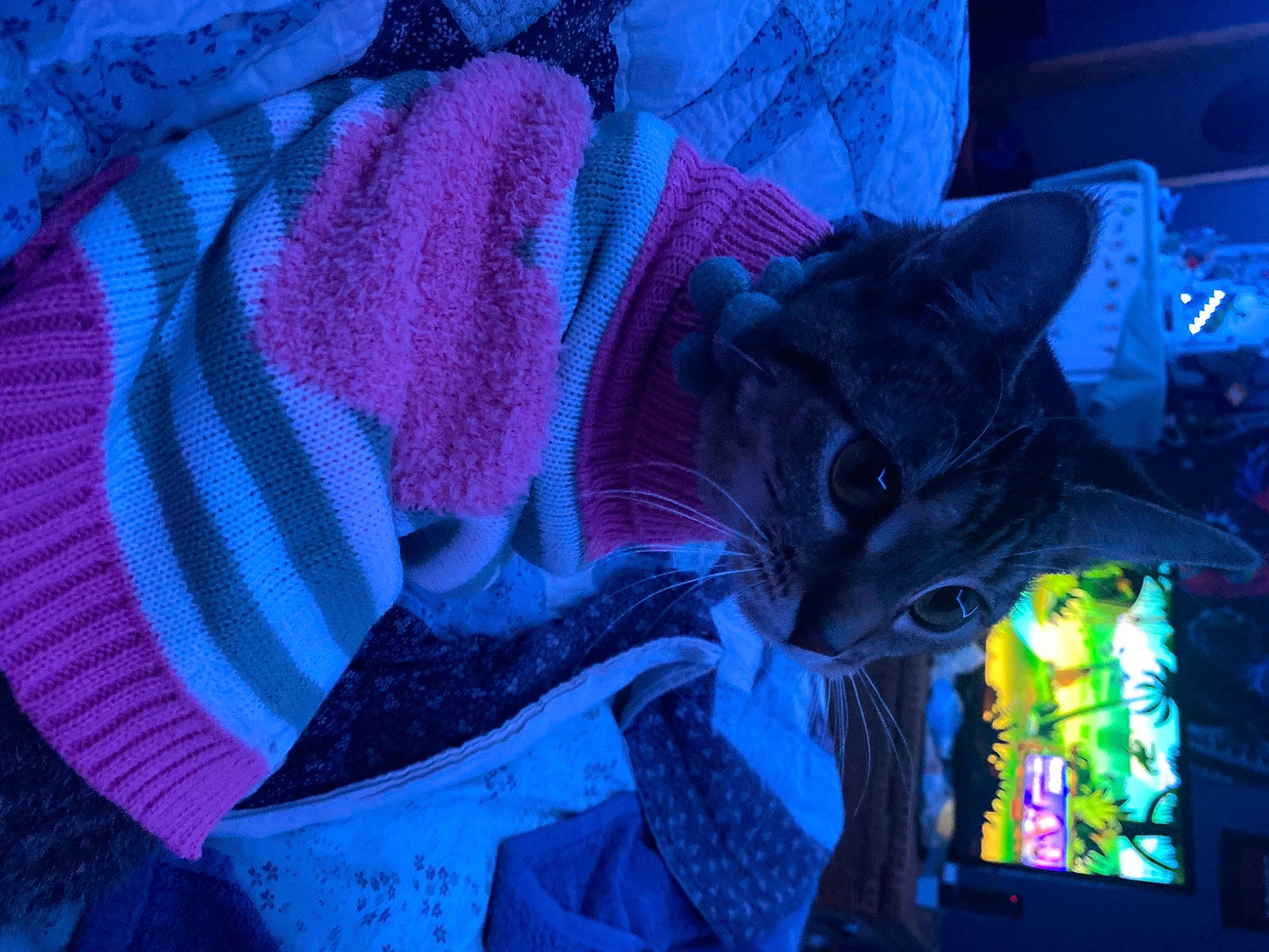 Bugsy is registered to the contest to win money with this photo: art, carnivore, cat, darkness, electric_blue, event, felidae, fictional_character, fur, magenta, pattern, purple, small_to_medium_sized_cats, violet, visual_arts, whiskers