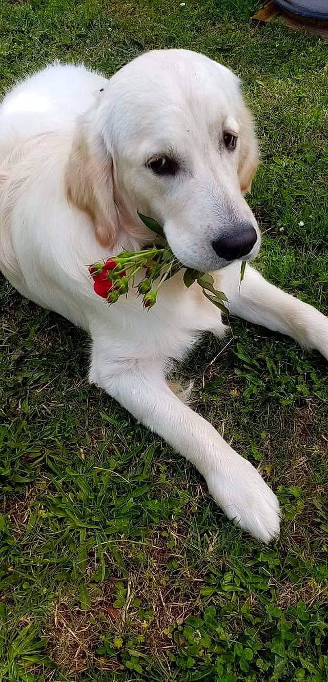 Rana a rejoint le concours — aidez-le/la à gagner de superbes lots ! canidae, carnivore, companion_dog, dog, dog_breed, fawn, grass, gun_dog, plant, snout, sporting_group, tail, terrestrial_animal, whiskers, working_animal