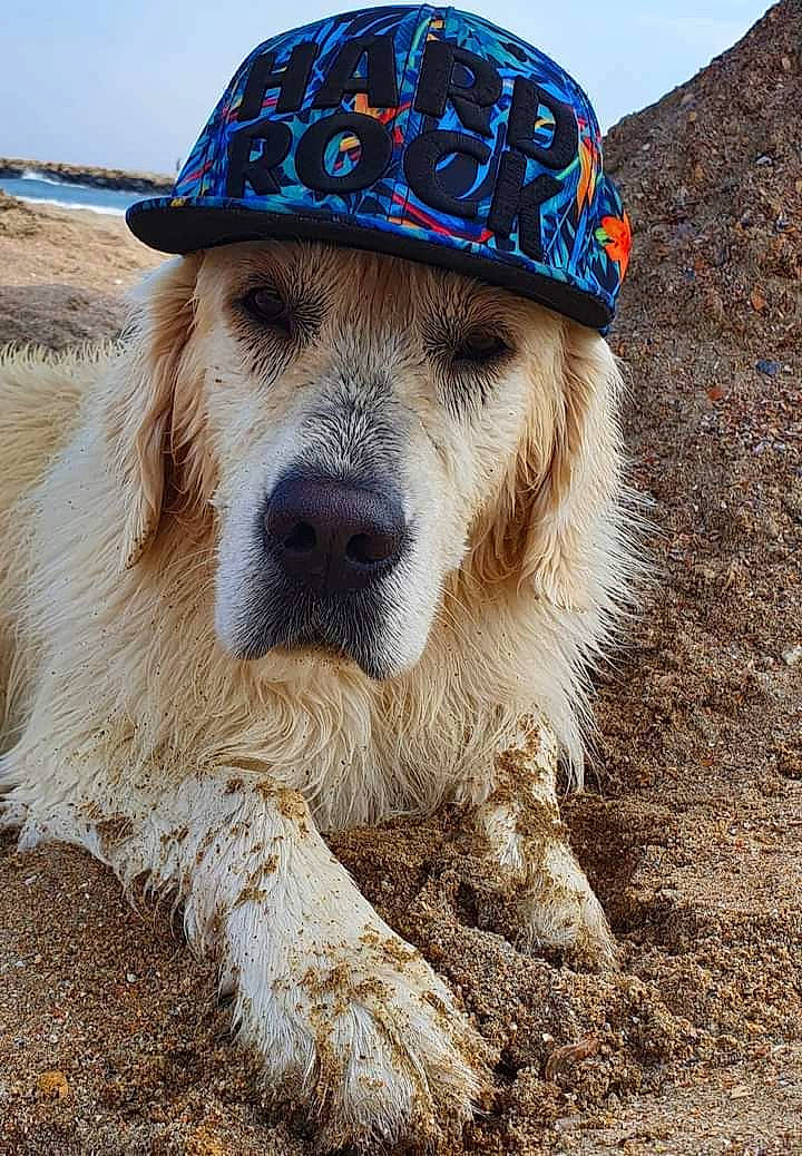 Rana a rejoint le concours — aidez-le/la à gagner de superbes lots ! canidae, cap, carnivore, companion_dog, costume_hat, dog, dog_breed, fashion_accessory, fur, hat, landscape, pet_supply, recreation, sky, snout, soil, sporting_group, sun_hat, terrestrial_animal, working_animal