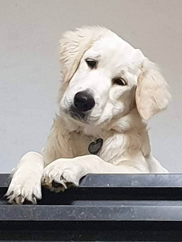 Rana a rejoint le concours — aidez-le/la à gagner de superbes lots ! ancient_dog_breeds, canidae, carnivore, companion_dog, dog, dog_breed, fur, giant_dog_breed, gun_dog, happy, monochrome, monochrome_photography, paw, photo_caption, plant, sitting, snout, sporting_group, swimming_pool, working_animal