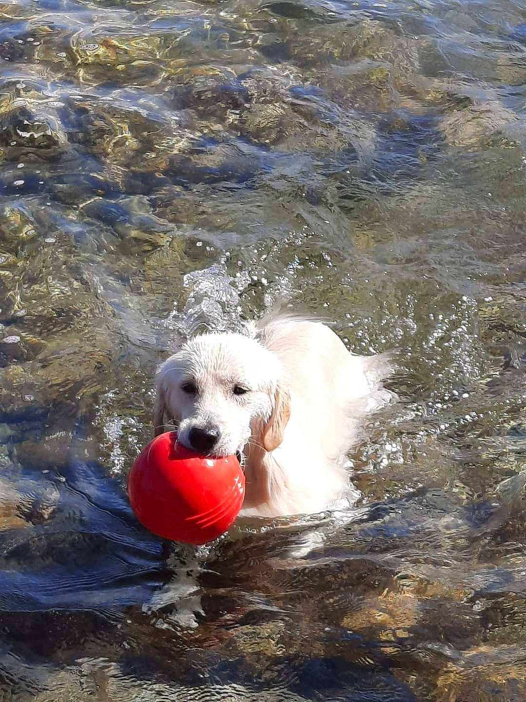 Rana a rejoint le concours — aidez-le/la à gagner de superbes lots ! ball, canidae, carmine, carnivore, companion_dog, dog, dog_breed, dog_supply, fun, lake, liquid, non_sporting_group, recreation, snout, sporting_group, water, water_resources, watercourse, winter, working_animal