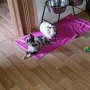 Belle a rejoint le concours — aidez-le/la à gagner de superbes lots ! animal, companion, cute, dog, domestic, feeding_bowls, flooring, fluffy, friendship, fur, home, indoor, pet, pink_towel, quiet, rabbit, relaxing, resting, small_dog, wooden_floor