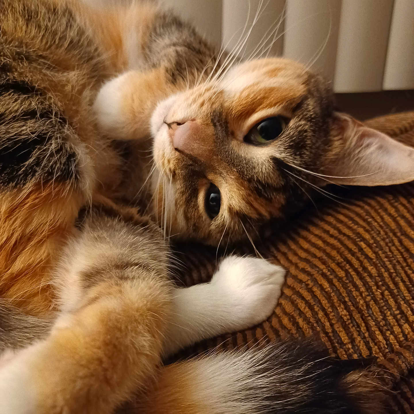 Bella joined the competition — help win amazing prizes! animal, brown, cat, close_up, cozy, cute, feline, fur, indoor, paw, pet, portrait, relaxed, resting, sleepy, soft, tabby, tail, texture, whiskers