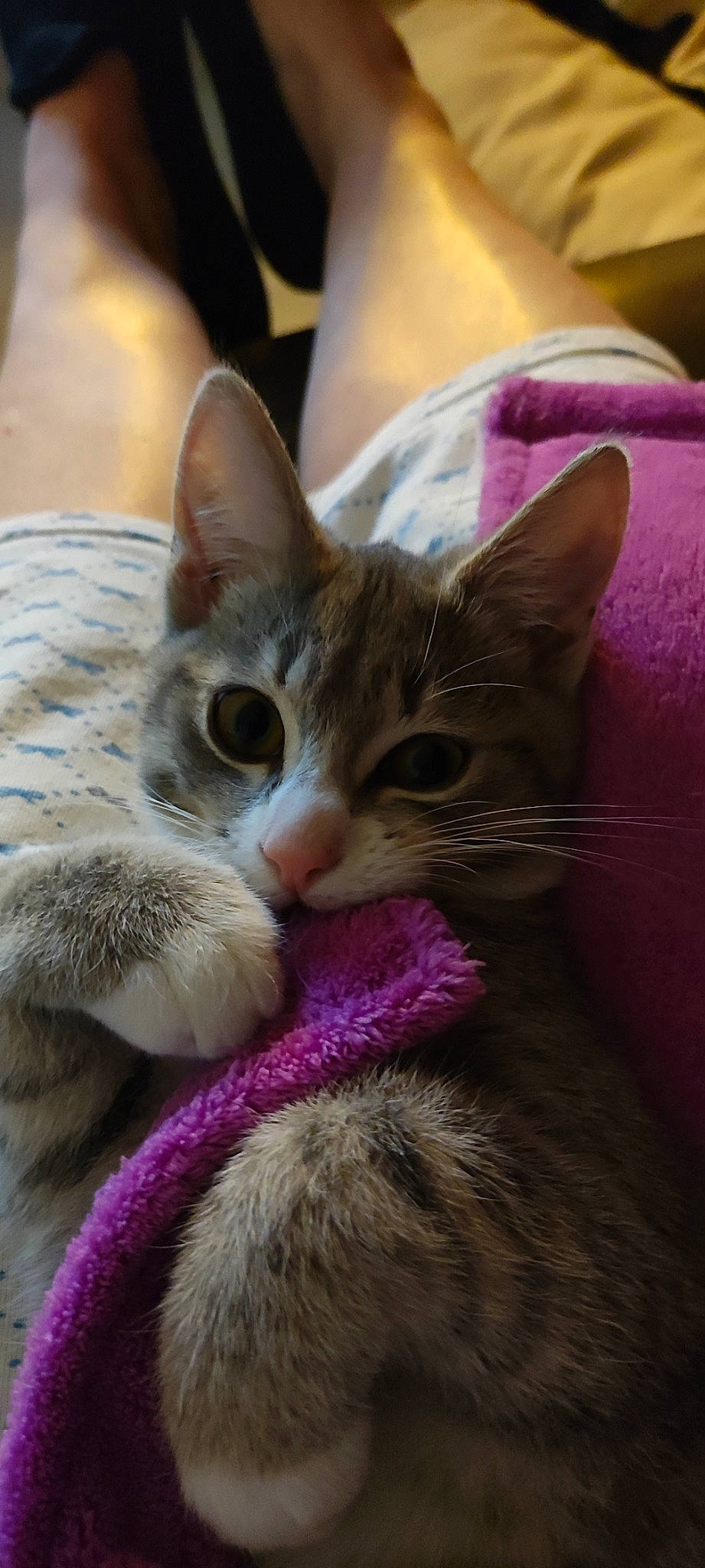 Sia participe au concours pour gagner de l'argent avec cette photo : carnivore, cat, claw, comfort, domestic_short_haired_cat, felidae, fur, magenta, nap, paw, sleep, small_to_medium_sized_cats, snout, tail, whiskers