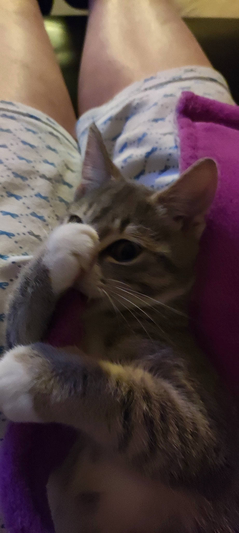 Sia a rejoint le concours — aidez-le/la à gagner de superbes lots ! carnivore, cat, claw, comfort, domestic_short_haired_cat, ear, fawn, felidae, fur, gesture, linens, paw, small_to_medium_sized_cats, snout, tail, whiskers