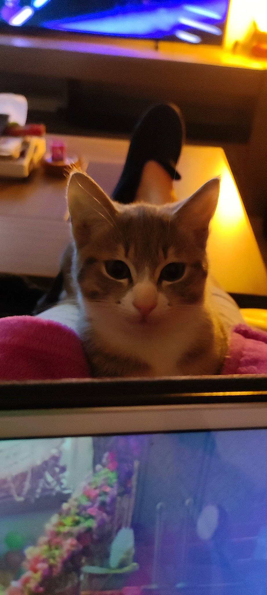 Sia participe au concours pour gagner de l'argent avec cette photo : box, carnivore, cat, cat_furniture, comfort, domestic_short_haired_cat, eye, fawn, felidae, fur, iris, paw, room, small_to_medium_sized_cats, snapshot, snout, tail, whiskers, window, wood