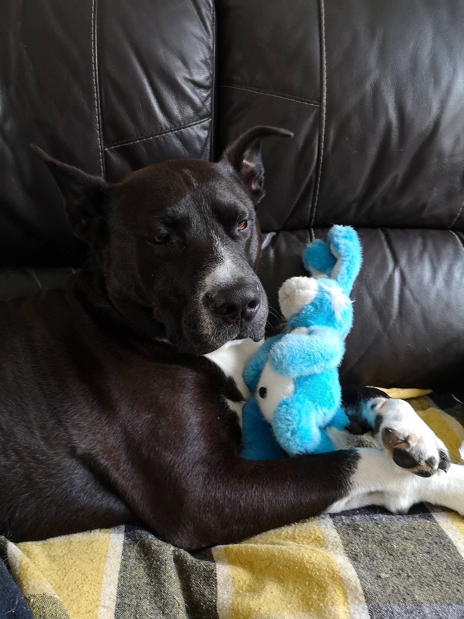 Sony participe au concours pour gagner de l'argent avec cette photo : american_pit_bull_terrier, canidae, carnivore, companion_dog, dog, dog_breed, fawn, great_dane, guard_dog, mammal, non_sporting_group, puppy, snout, sporting_group