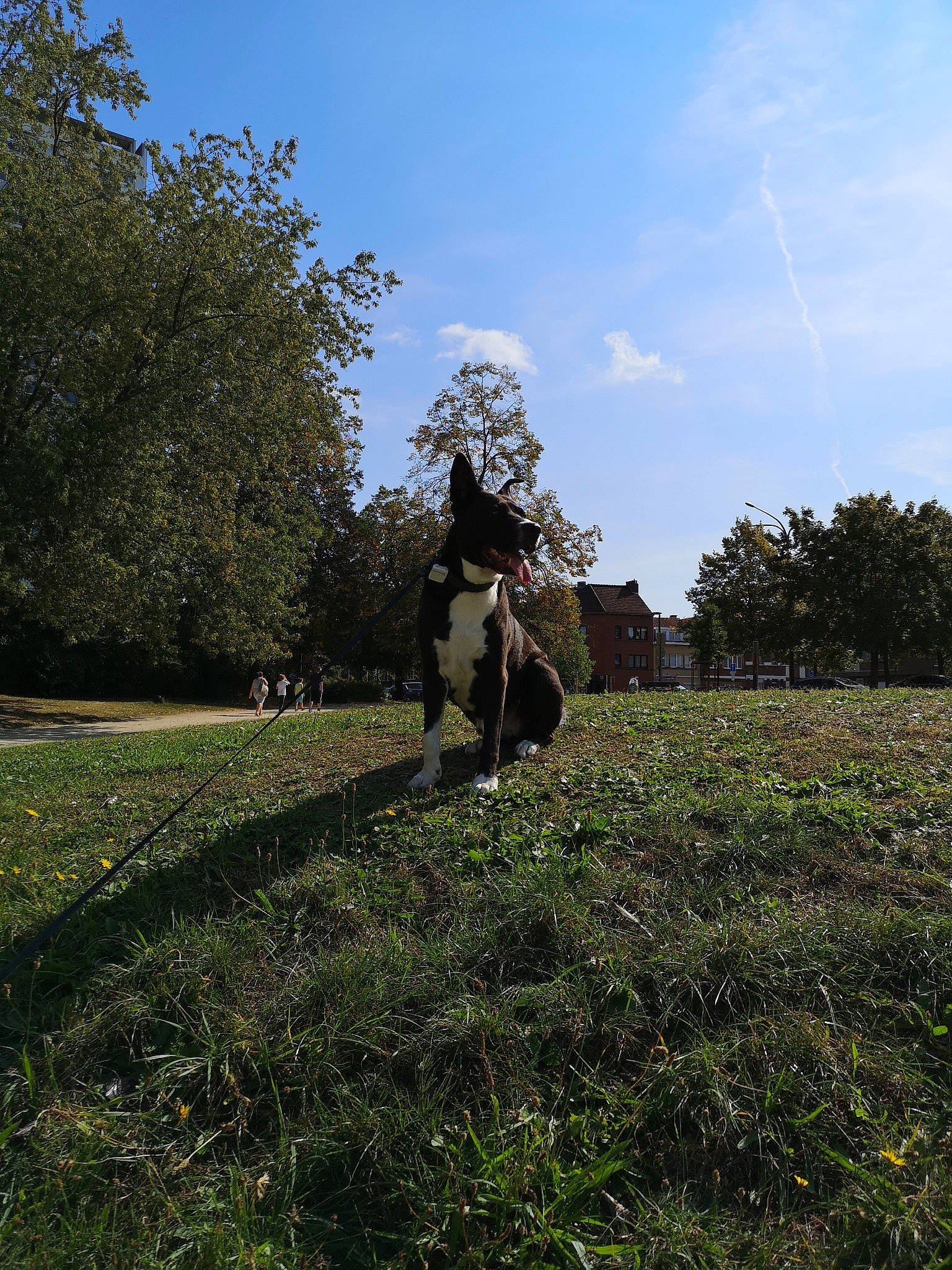 Sony participe au concours pour gagner de l'argent avec cette photo : cloud, farm, field, grass, grass_family, grassland, horse, lawn, meadow, pasture, plant, recreation, rural_area, sky, tree, wildflower