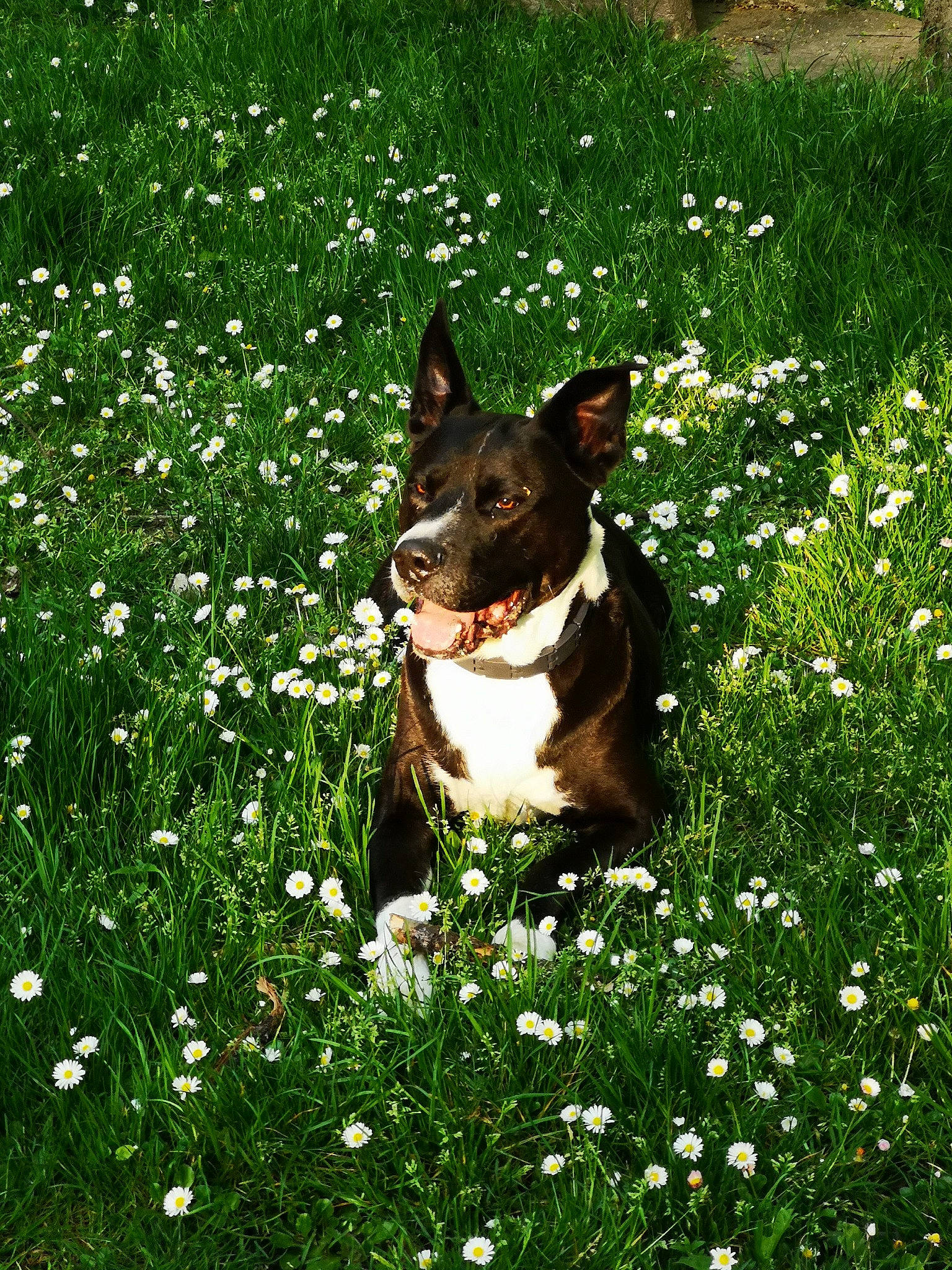 Sony participe au concours pour gagner de l'argent avec cette photo : american_staffordshire_terrier, australian_kelpie, bull_terrier, bull_terrier_miniature, canidae, carnivore, companion_dog, dog, dog_breed, fawn, flower, grass, lawn, mammal, meadow, non_sporting_group, plant, spring, vertebrate, wildflower