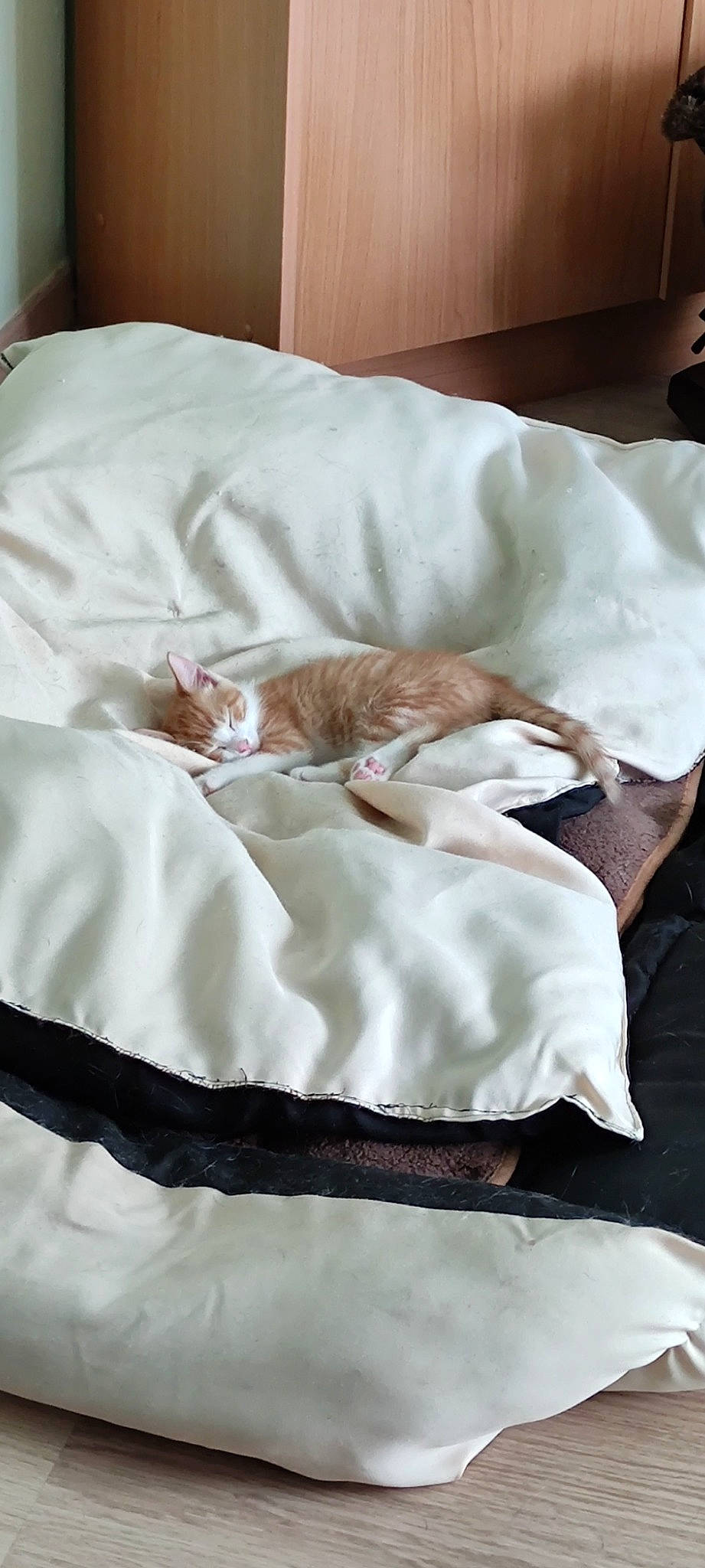 Cajou participe au concours pour gagner de l'argent avec cette photo : bed, bedding, canidae, carnivore, cat, comfort, companion_dog, duvet, fawn, felidae, fur, linens, mattress, nap, small_to_medium_sized_cats, sporting_group, tail, textile, whiskers, wood