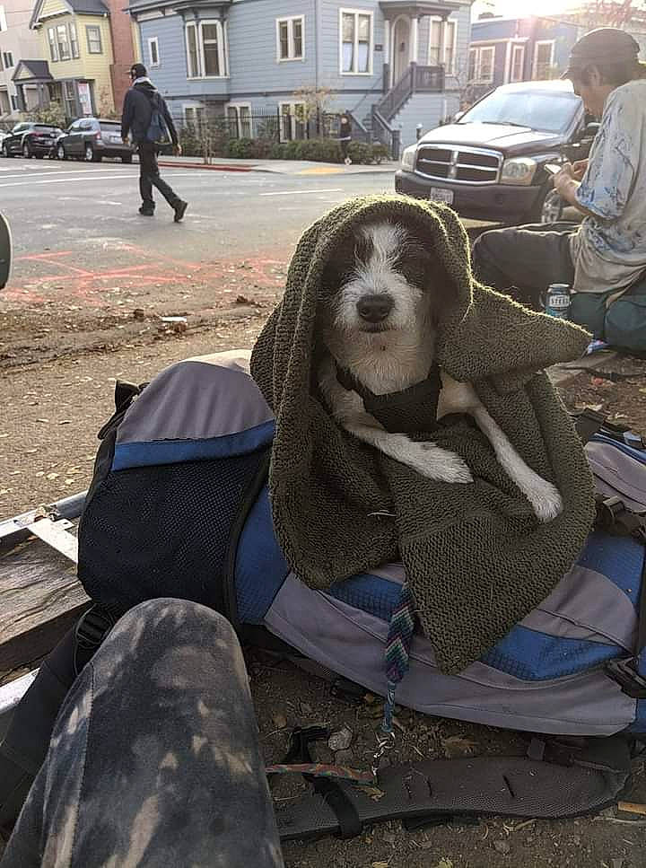 Pigepen is registered to the contest to win money with this photo: art, car, carnivore, city, companion_dog, dog, dog_breed, fun, fur, leisure, luggage_and_bags, recreation, sculpture, sidewalk, sitting, sporting_group, street, tire, wheel, window