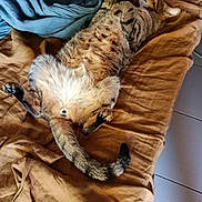 Simba participe au concours pour gagner de l'argent avec cette photo : animal, bed, blanket, blue_blanket, brown_blanket, cat, cozy, feline, fur, indoor, paw, pet, relaxed, resting, sleeping, striped, tabby_cat, tail, tile_floor, whiskers