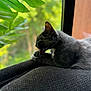 Rayne joined the competition — help win amazing prizes! cat, gray_cat, grooming, indoor, cushion, window, green_leaves, blurred_background, pet, feline, relaxing, natural_light, cozy, home, animal, whiskers, ear, paw, texture, soft_focus