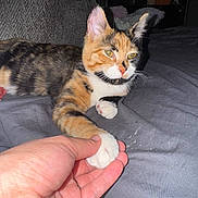 Sunny joined the competition — help win amazing prizes! cat, calico, paw, hand, bed, blanket, indoor, pet, feline, resting, animal, closeup, human, touch, cute, domestic, cozy, friendship, relaxed, comfort