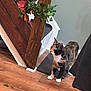 Sunny is registered to the contest to win money with this photo: cat, calico, indoor, wooden_floor, carpet, stairs, decor, plant, leaf, curious, pet, animal, feline, home, wall, flooring, brown, orange, green, white