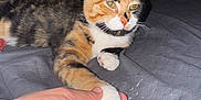Sunny is registered to the contest to win money with this photo: cat, calico, paw, hand, bed, blanket, indoor, pet, feline, resting, animal, closeup, human, touch, cute, domestic, cozy, friendship, relaxed, comfort