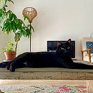 Salem a rejoint le concours — aidez-le/la à gagner de superbes lots ! black_cat, cat, indoor, plant, potted_plant, lamp, television, couch, chair, wooden_armchair, colorful_rug, concrete_bench, living_room, furniture, relaxing, pet, animal, home_decor, cozy, yellow_eyes