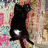 Salem participe au concours pour gagner de l'argent avec cette photo : black_cat, cat, pet, animal, lying_down, playful, yellow_eyes, white_patch, fur, indoor, colorful_rug, patterned_rug, floor, cozy, relaxed, cute, domestic_cat, whiskers, paws, looking_at_camera