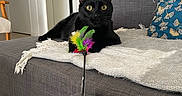 Salem a rejoint le concours — aidez-le/la à gagner de superbes lots ! black_cat, cat, feather_toy, couch, gray_couch, pillow, blue_pillow, indoor, domestic, pet, playful, alert, furniture, living_room, blanket, relaxed, wide_eyes, toy, home, animal