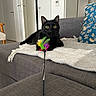 black_cat, cat, feather_toy, couch, gray_couch, pillow, blue_pillow, indoor, domestic, pet, playful, alert, furniture, living_room, blanket, relaxed, wide_eyes, toy, home, animal