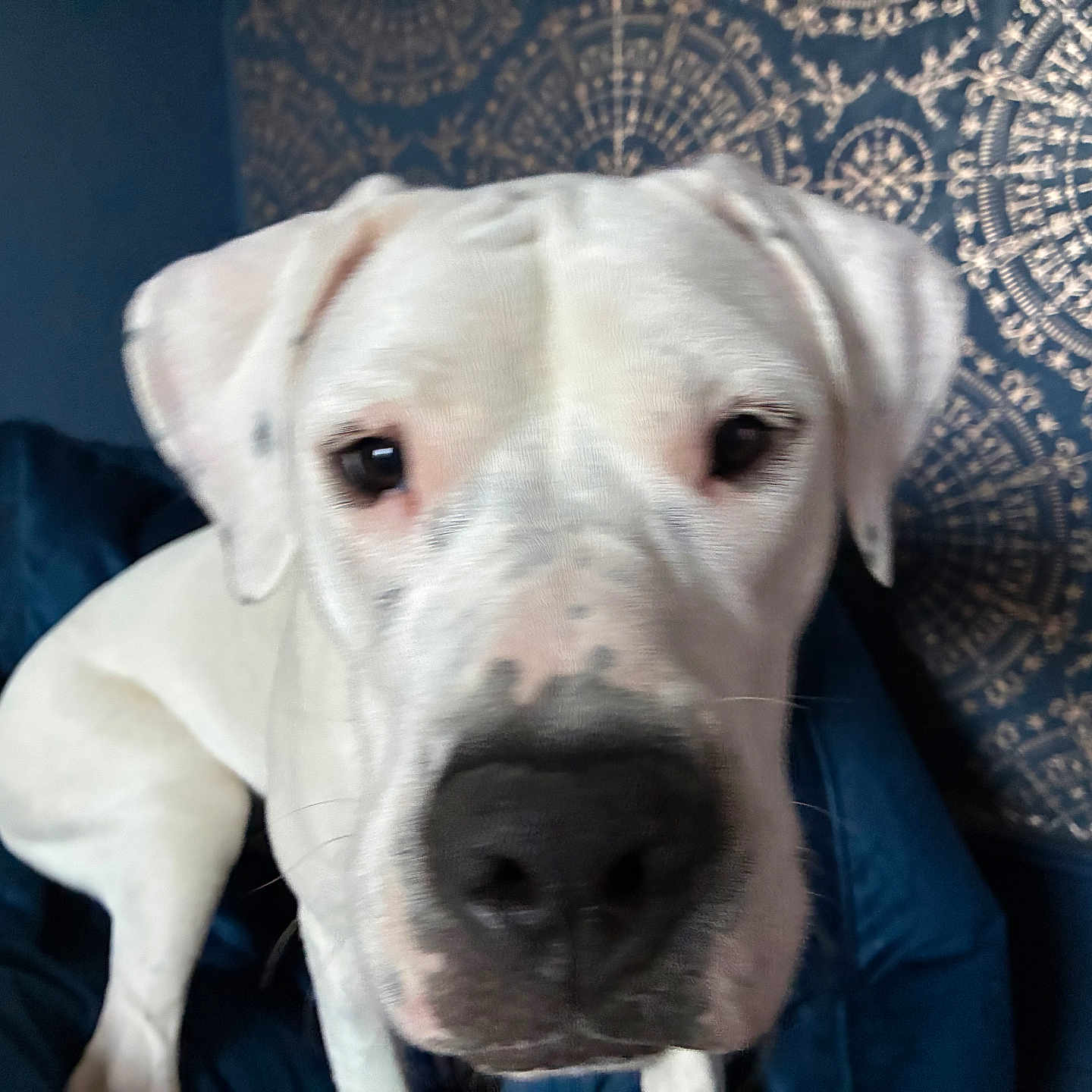Bonnie a rejoint le concours — aidez-le/la à gagner de superbes lots ! dog, white_dog, pet, animal, canine, close_up, portrait, face, nose, eyes, ears, short_fur, white_fur, indoors, couch, blanket, cushion, blue_background, patterned_background, cute