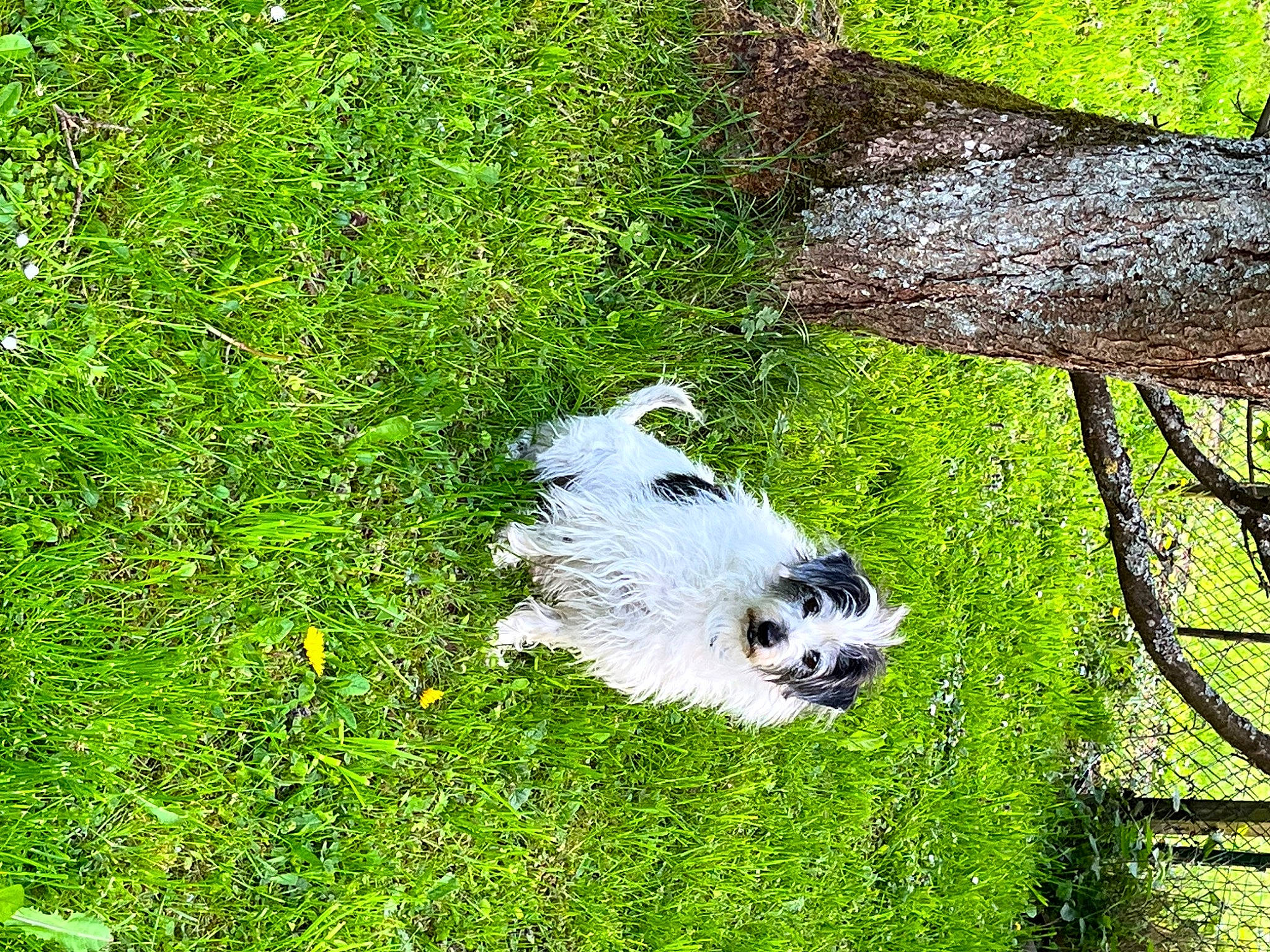 Eros participe au concours pour gagner de l'argent avec cette photo : ball, canidae, carnivore, companion_dog, dog, dog_breed, grass, grass_family, grassland, groundcover, natural_landscape, plant, snout, sporting_group, tail, terrestrial_animal, terrier, toy_dog, tree, trunk