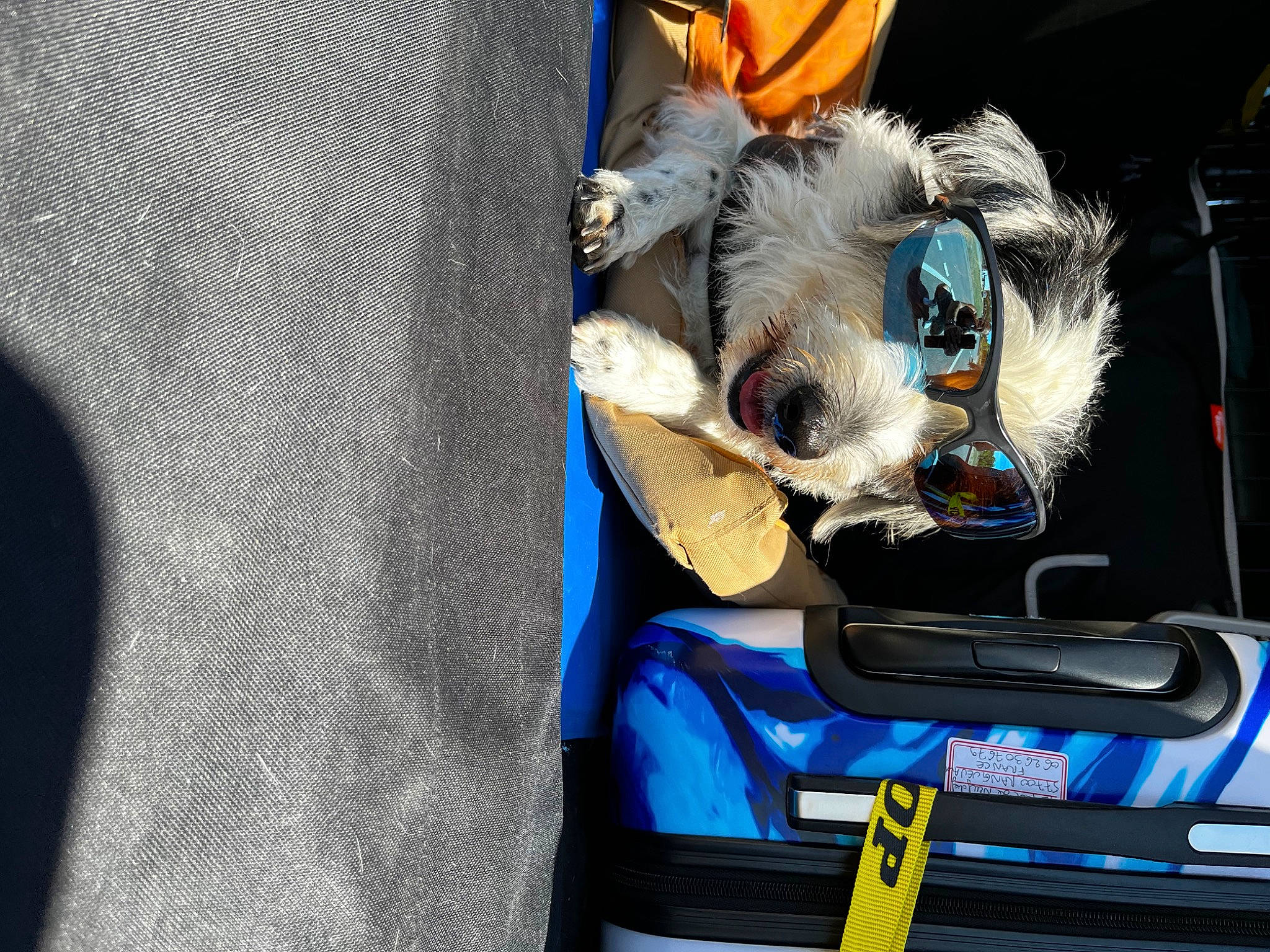 Eros participe au concours pour gagner de l'argent avec cette photo : auto_part, automotive_design, automotive_exterior, automotive_lighting, automotive_tire, bumper, carnivore, companion_dog, dog, dog_breed, electric_blue, eyewear, goggles, hood, motor_vehicle, snout, trunk, vehicle, vehicle_door, vehicle_registration_plate