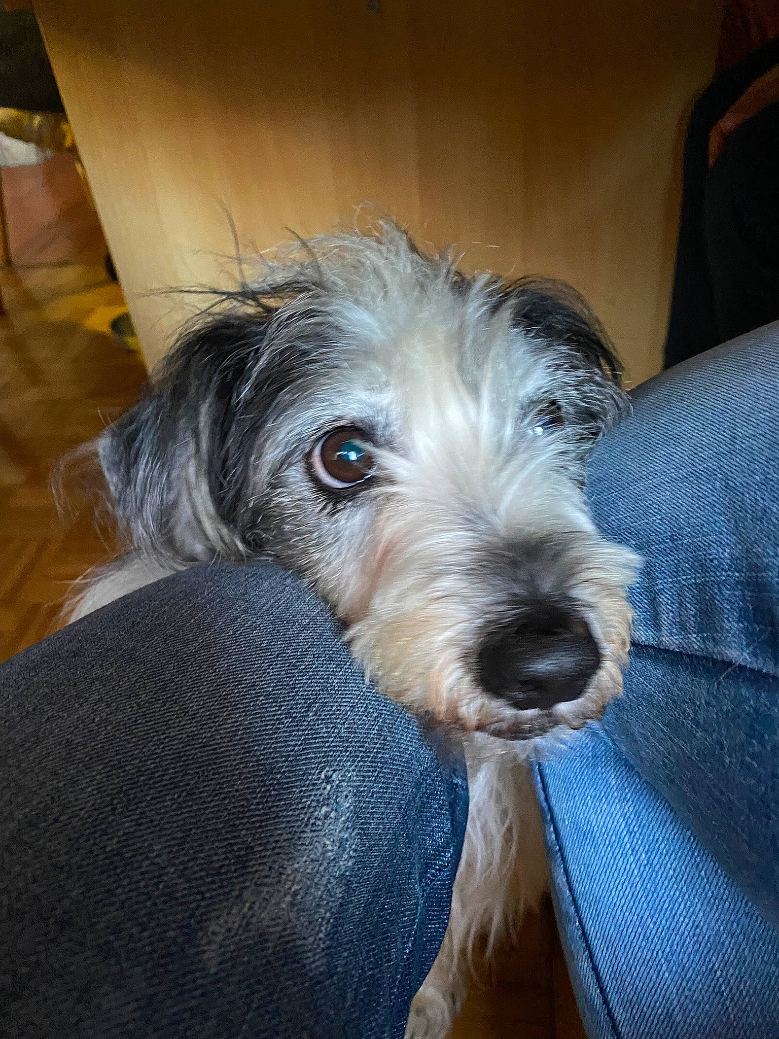 Eros a rejoint le concours — aidez-le/la à gagner de superbes lots ! canidae, carnivore, comfort, companion_dog, dog, dog_breed, fur, non_sporting_group, puppy, schnauzer, small_terrier, snout, sporting_group, terrier, toy_dog, water_dog, working_animal