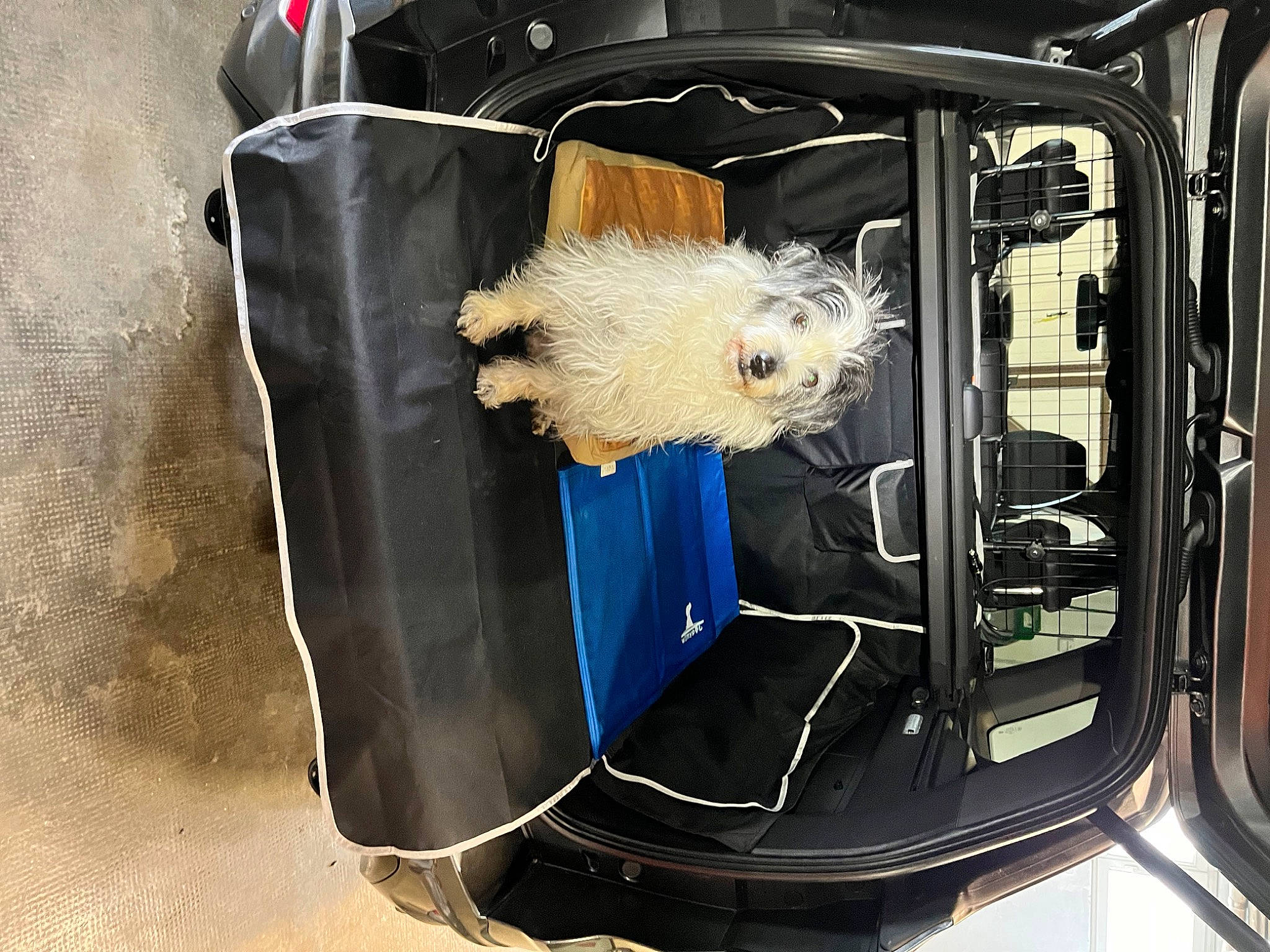 Eros participe au concours pour gagner de l'argent avec cette photo : auto_part, automotive_design, automotive_exterior, automotive_lighting, automotive_tail_brake_light, bumper, car, car_seat_cover, carnivore, companion_dog, dog, fender, gas, grille, hood, motor_vehicle, snout, trunk, vehicle, vehicle_door