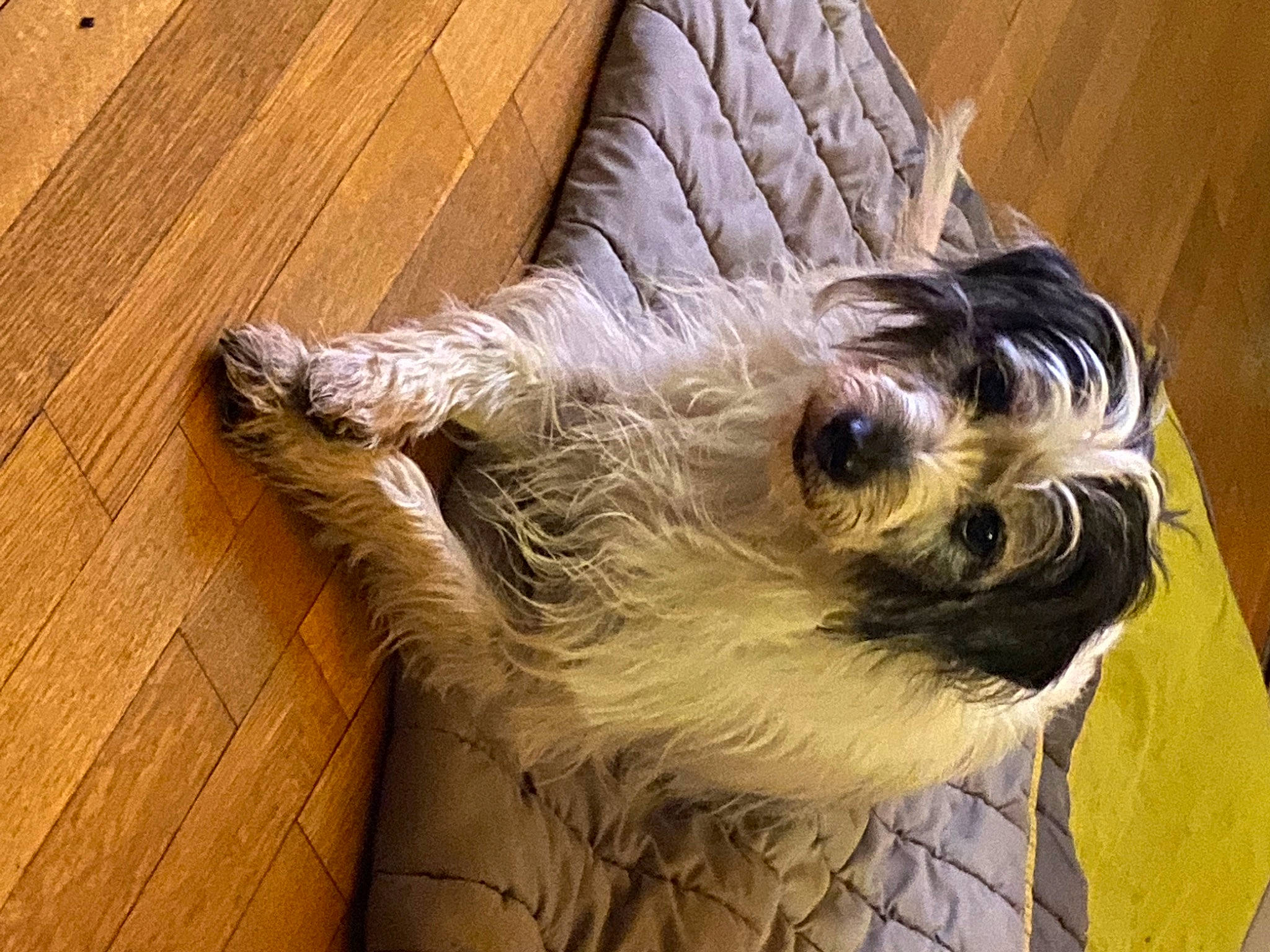 Eros a rejoint le concours — aidez-le/la à gagner de superbes lots ! canidae, carnivore, companion_dog, dog, dog_breed, fawn, felidae, flooring, fur, hardwood, plank, schnauzer, small_terrier, snout, sporting_group, standard_schnauzer, terrier, toy_dog, wood, working_animal