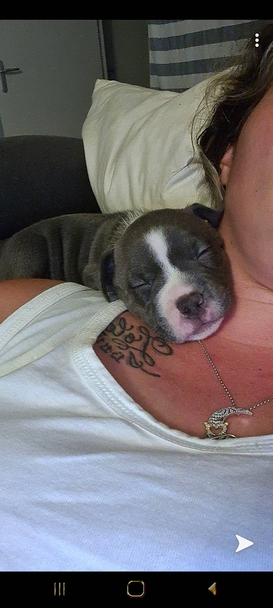 Marley a rejoint le concours — aidez-le/la à gagner de superbes lots ! american_bulldog, american_staffordshire_terrier, bulldog, canidae, carnivore, companion_dog, dog, dog_breed, mammal, non_sporting_group, old_english_bulldog, olde_english_bulldogge, pit_bull, puppy, puppy_love, rare_breed_dog, snout, sporting_group, valley_bulldog, vertebrate